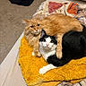 Albus participe au concours pour gagner de l'argent avec cette photo : cat, cats, orange_cat, black_and_white_cat, long_hair, fluffy, cuddling, sleeping, sitting, pet, animal, whiskers, green_eyes, indoor, bedroom, blanket, yellow_blanket, bedding, radiator, laundry
