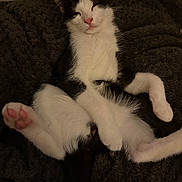 Albus participe au concours pour gagner de l'argent avec cette photo : kitten, cat, black_and_white, sleeping, relaxed, lying_down, paws, pink_paw_pads, whiskers, pink_nose, fluffy_fur, white_fur, black_fur, pet, cozy, blanket, indoor, close_up, cute, playful