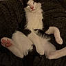 kitten, cat, black_and_white, sleeping, relaxed, lying_down, paws, pink_paw_pads, whiskers, pink_nose, fluffy_fur, white_fur, black_fur, pet, cozy, blanket, indoor, close_up, cute, playful