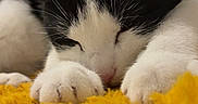 Albus participe au concours pour gagner de l'argent avec cette photo : cat, black_and_white, sleeping, sleepy, pet, animal, whiskers, paws, close_up, portrait, fluffy_blanket, yellow_blanket, cozy, indoors, bed, relaxed, cute, resting, television, home