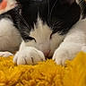 cat, black_and_white, sleeping, sleepy, pet, animal, whiskers, paws, close_up, portrait, fluffy_blanket, yellow_blanket, cozy, indoors, bed, relaxed, cute, resting, television, home