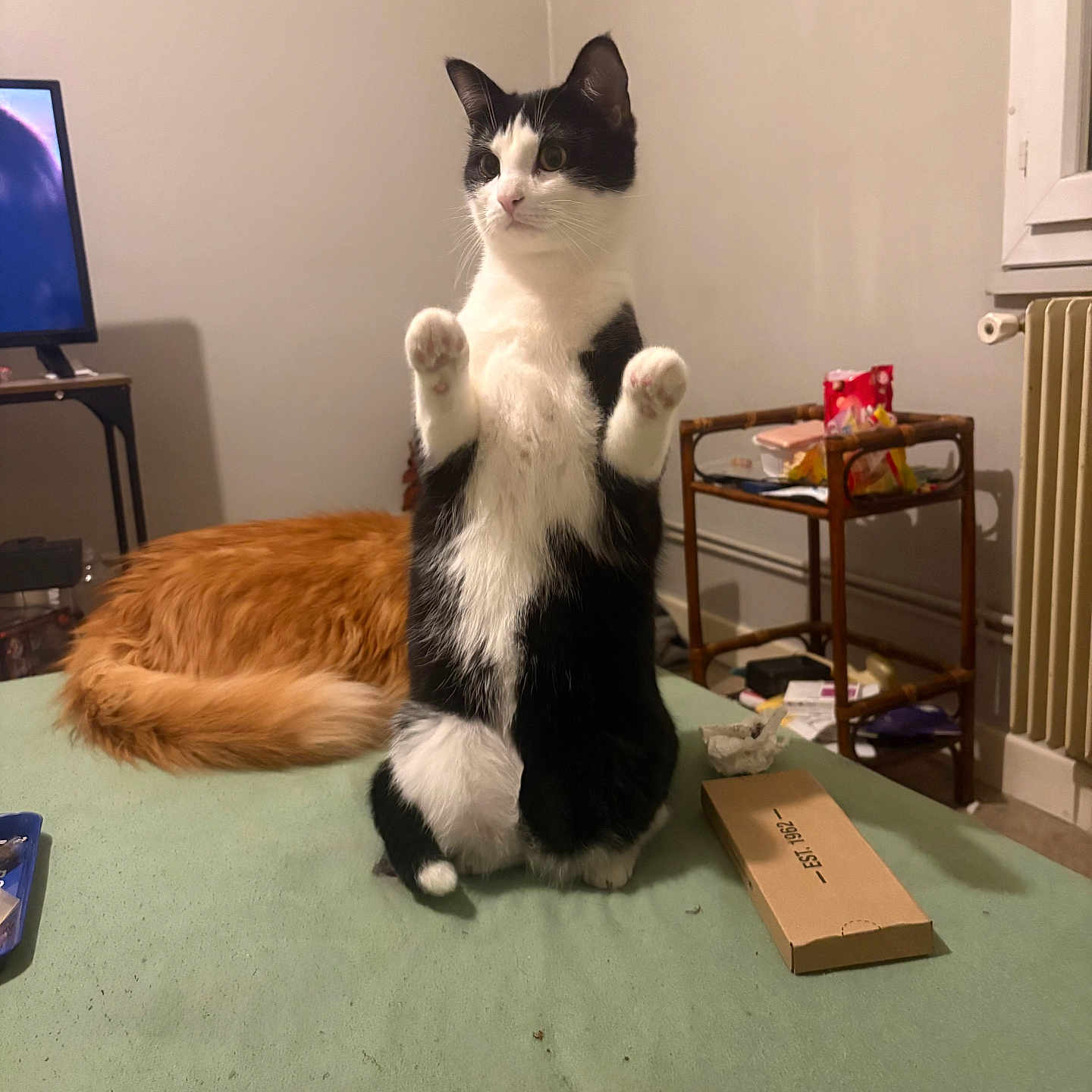 Albus