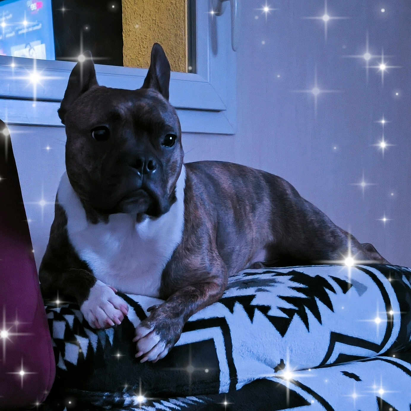 Paco a rejoint le concours — aidez-le/la à gagner de superbes lots ! animal, blanket, bostonbull, boxer, bulldog, canine, chair, couch, dog, frenchbulldog, furniture, homedecor, inflatable, lighting, pet, pitbull, puppy, snout