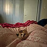 kitten, cat, bed, blanket, pink, floral_pattern, indoor, cozy, pet, cute, animal, fur, laying, resting, small, young, domestic, curious, comfort, soft