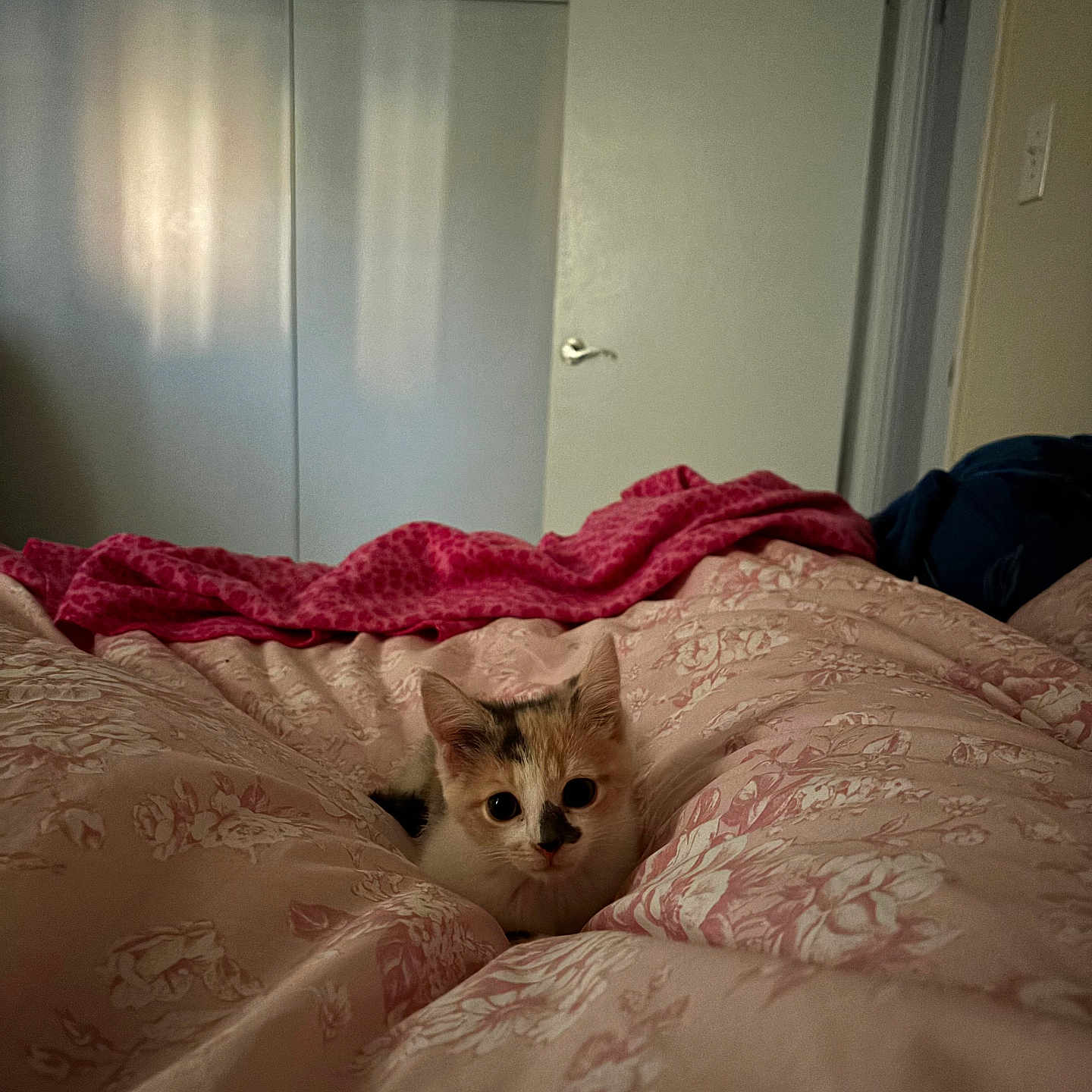 Cali is registered to the contest to win money with this photo: kitten, cat, bed, blanket, pink, floral_pattern, indoor, cozy, pet, cute, animal, fur, laying, resting, small, young, domestic, curious, comfort, soft