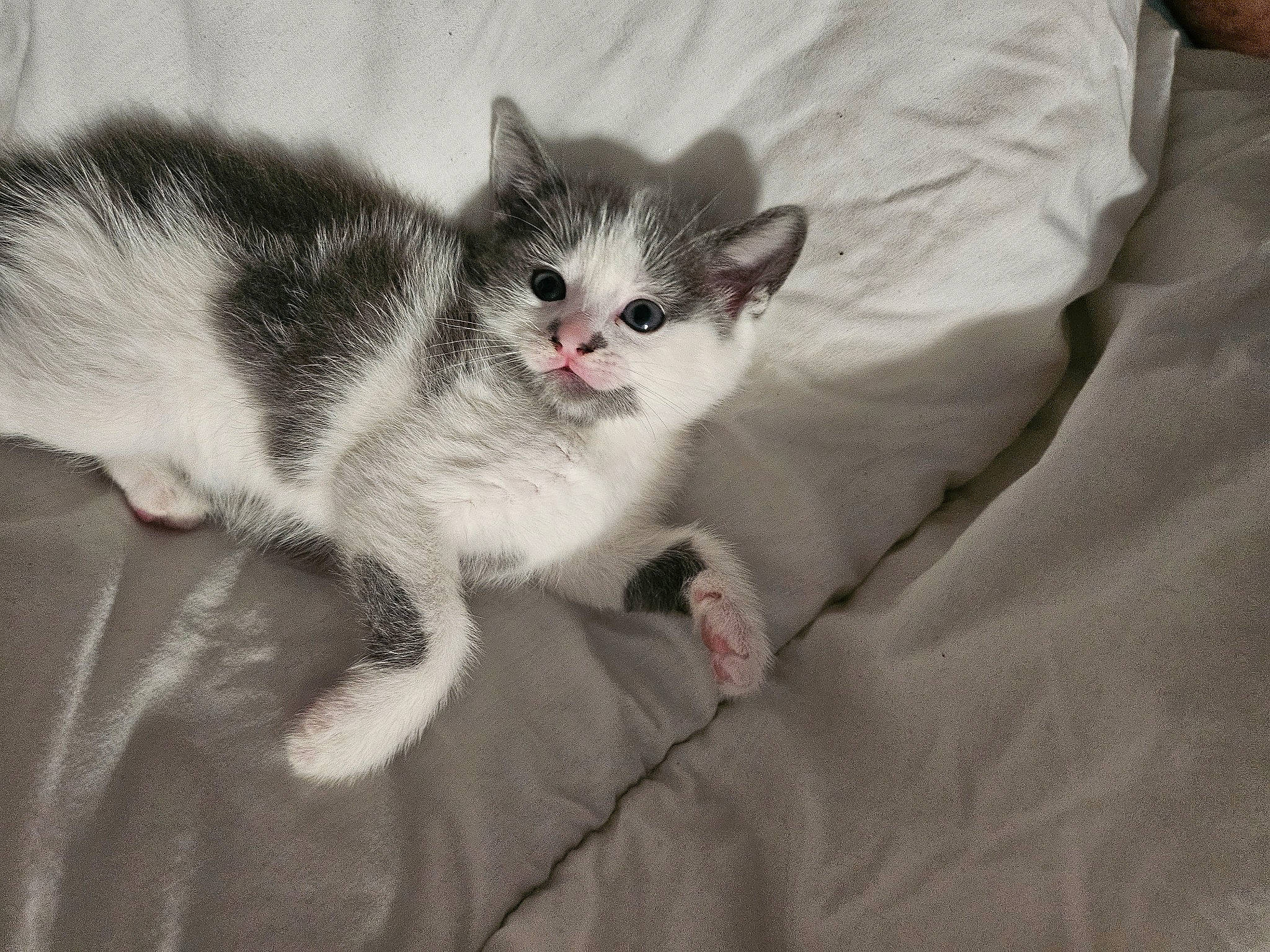 Hera a rejoint le concours — aidez-le/la à gagner de superbes lots ! carnivore, cat, claw, comfort, domestic_short_haired_cat, eye, felidae, foot, fur, grey, linens, paw, sitting, small_to_medium_sized_cats, snout, tail, whiskers