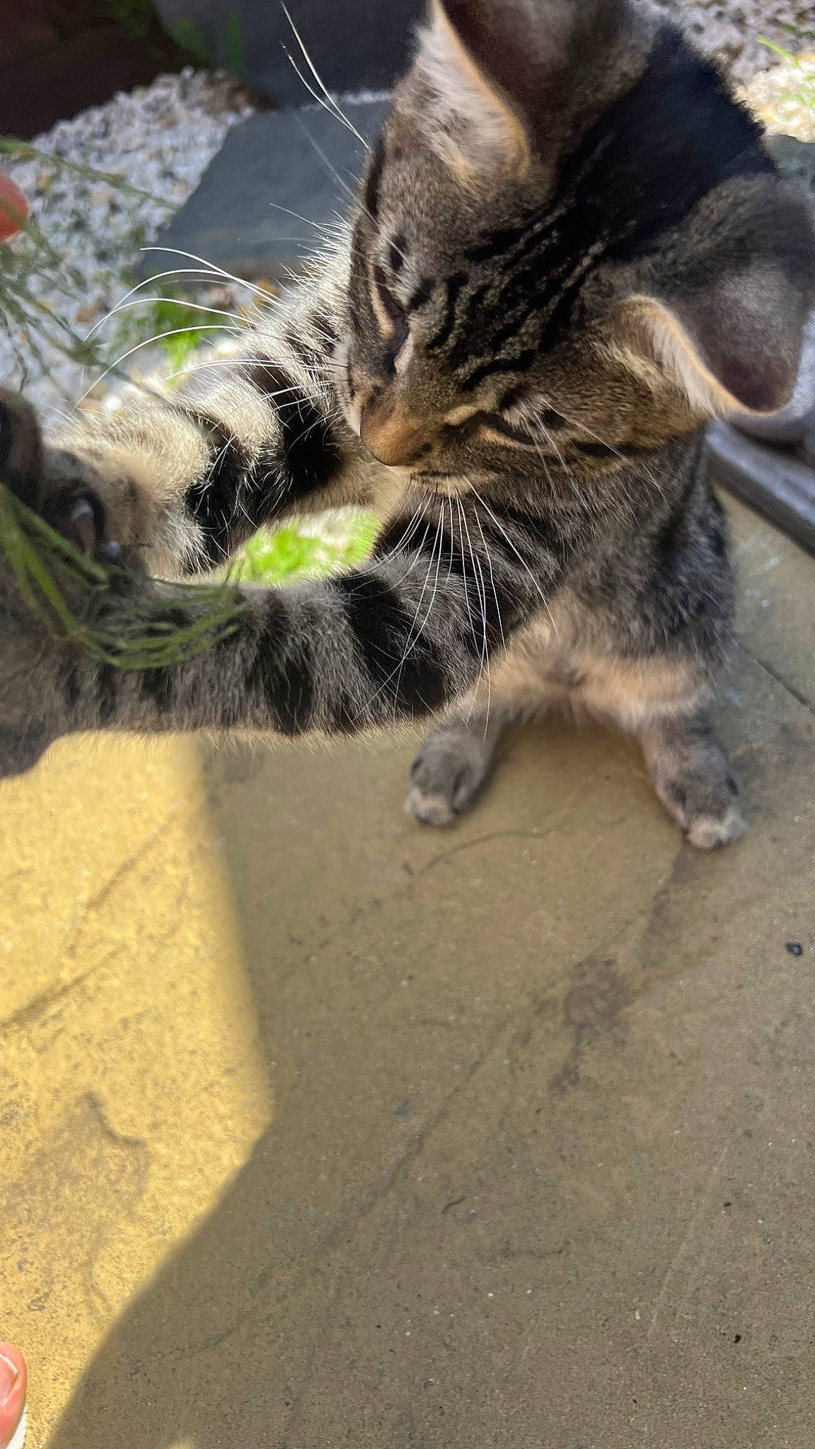 Axl joined the competition — help win amazing prizes! carnivore, cat, claw, domestic_short_haired_cat, felidae, foot, fur, grass, paw, sand, small_to_medium_sized_cats, snout, soil, tail, terrestrial_animal, whiskers, wildlife