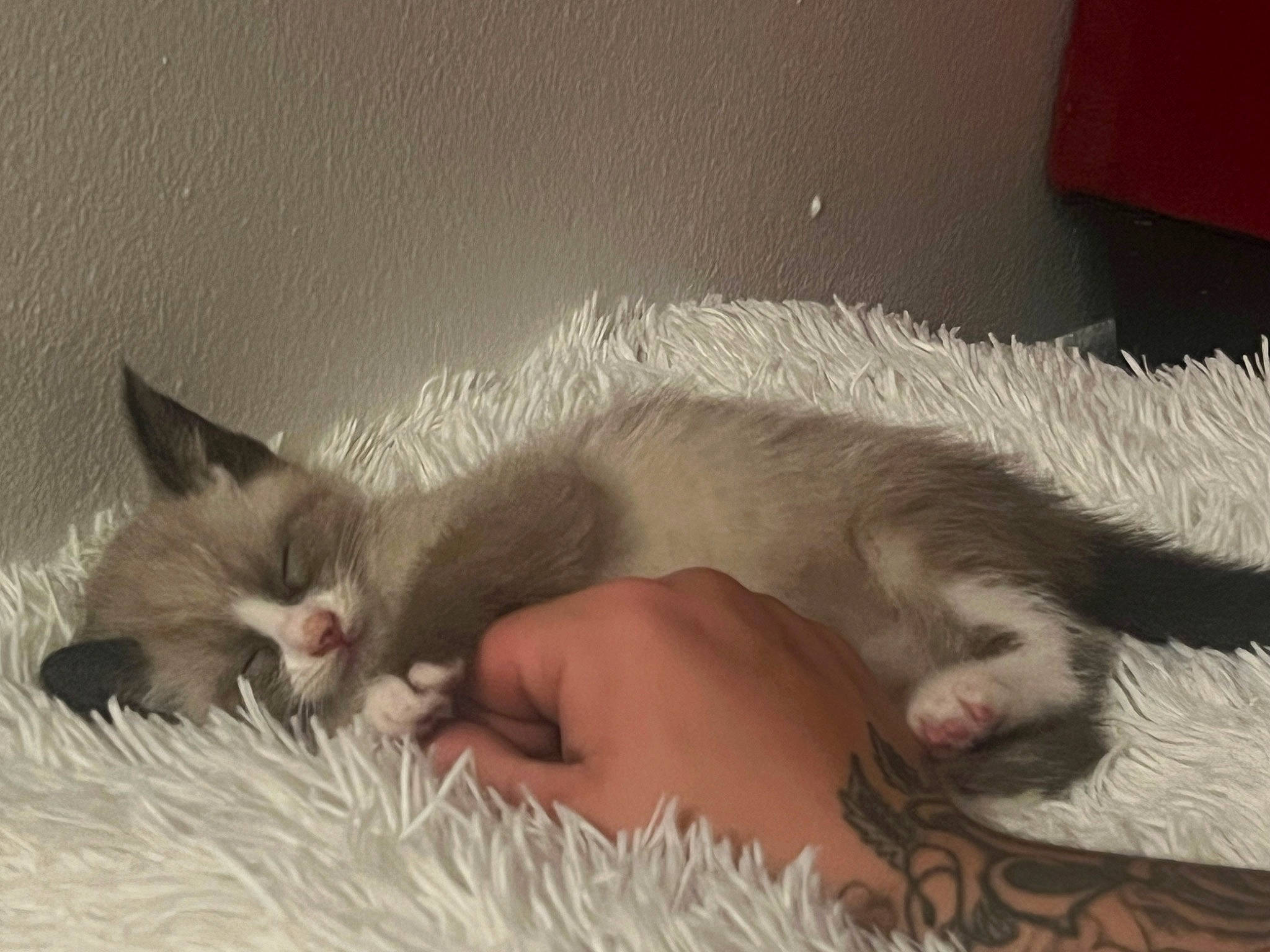 Lana is registered to the contest to win money with this photo: bed, bedding, carnivore, cat, claw, comfort, domestic_short_haired_cat, fawn, felidae, foot, fur, linens, nap, paw, siamese, sleep, small_to_medium_sized_cats, snout, tail, whiskers