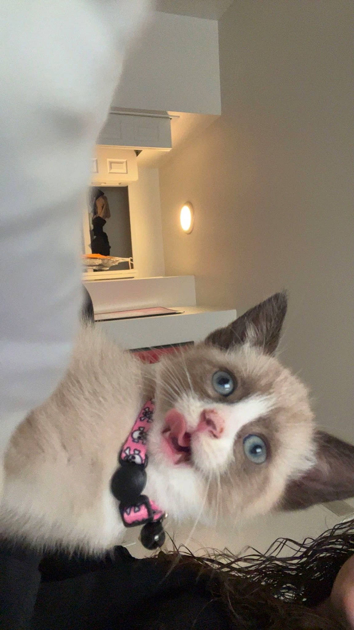 Lana joined the competition — help win amazing prizes! birman, box, carnivore, cat, claw, comfort, domestic_short_haired_cat, fawn, felidae, fur, hardwood, paw, photo_caption, small_to_medium_sized_cats, snout, tail, whiskers