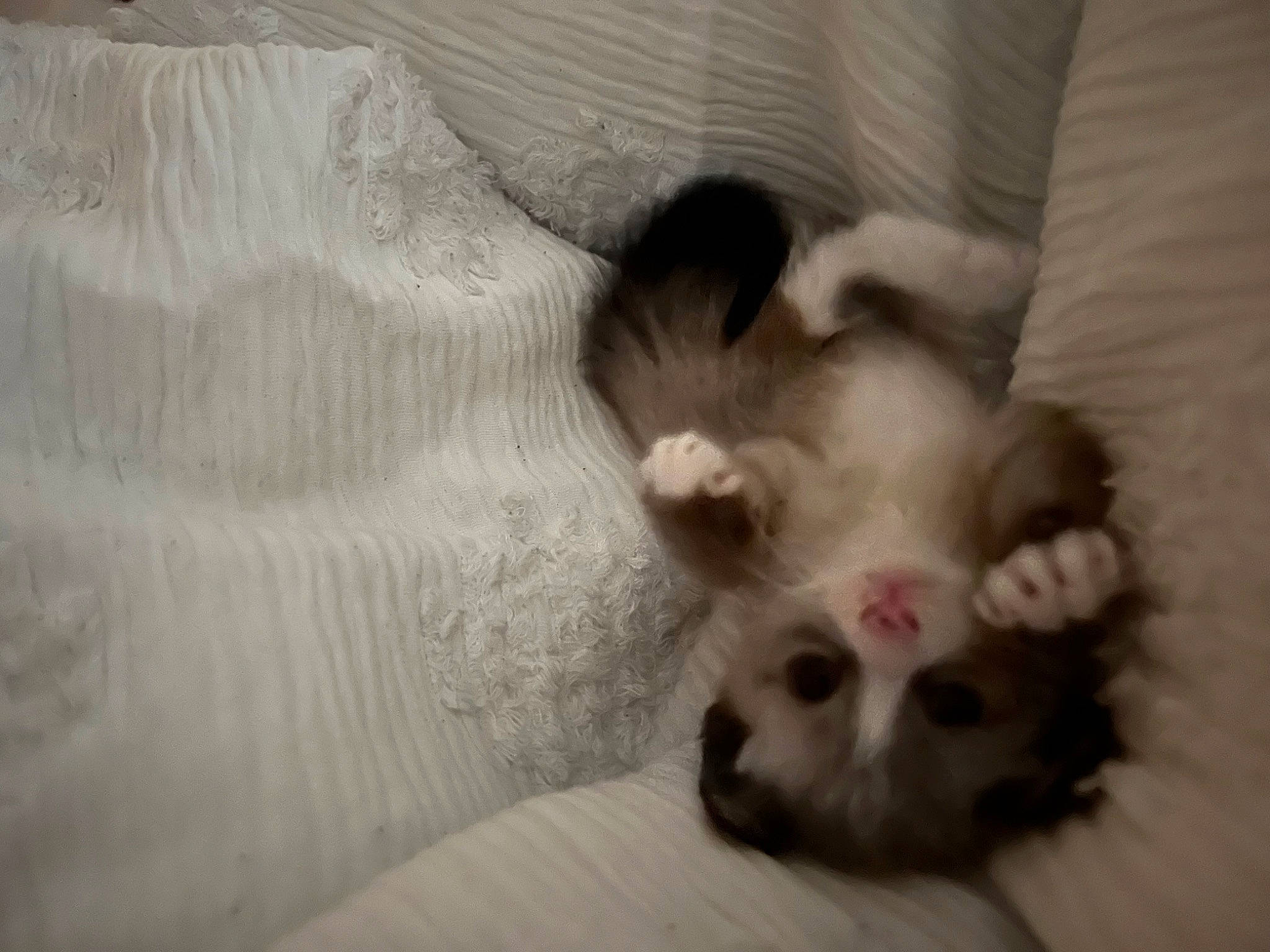 Lana is registered to the contest to win money with this photo: canidae, carnivore, cat, comfort, companion_dog, dog_breed, fawn, felidae, fur, hardwood, non_sporting_group, paw, small_to_medium_sized_cats, snout, tail, terrestrial_animal, whiskers