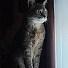 animal, calm, cat, curtain, domestic_animal, ears, feline, fur, indoor, light, natural_light, pet, portrait, quiet, shadow, side_view, sitting, tabby, whiskers, window