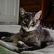 Luckie joined the competition — help win amazing prizes! animal, bed, blanket, calm, cat, chair, cozy, cute, domestic_cat, fur, furniture, gray_tabby, home, indoor, pet, portrait, relaxed, resting, whiskers, wooden_dresser