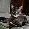 animal, bed, blanket, calm, cat, chair, cozy, cute, domestic_cat, fur, furniture, gray_tabby, home, indoor, pet, portrait, relaxed, resting, whiskers, wooden_dresser