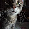 Luckie is registered to the contest to win money with this photo: animal, cat, close_up, curious, cute, domestic_cat, ears, face, feline, focus, fur, green_eyes, indoor, muzzle, nose, pet, portrait, soft_light, tabby, whiskers
