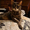 Luckie joined the competition — help win amazing prizes! animal, bedspread, cat, cozy, ears, feline, furniture, indoor, patterned_fabric, paws, pet, portrait, quilt, relaxed, resting, soft_lighting, tabby_cat, whiskers, wooden_chair, wooden_drawers