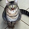 animal, cat, closeup, curious, cute, domestic_cat, ears, feline, floor, fur, green_eyes, indoor, looking_up, paws, pet, sitting, striped, tabby, tile, whiskers
