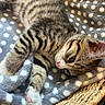 animal, basket, blanket, cat, cozy, cute, feline, fur, indoor, kitten, paw, pet, polka_dot, relaxed, resting, sleeping, soft, tabby, whiskers, young