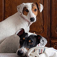 Tic Et Tac a rejoint le concours — aidez-le/la à gagner de superbes lots ! dog, indoor, table, plate, cloth, wooden_cabinet, pet, animal, portrait, brown, white, black, face, resting, looking, domestic, companion, cute, fur, ears