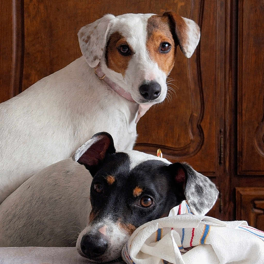 Tic Et Tac a rejoint le concours — aidez-le/la à gagner de superbes lots ! dog, indoor, table, plate, cloth, wooden_cabinet, pet, animal, portrait, brown, white, black, face, resting, looking, domestic, companion, cute, fur, ears