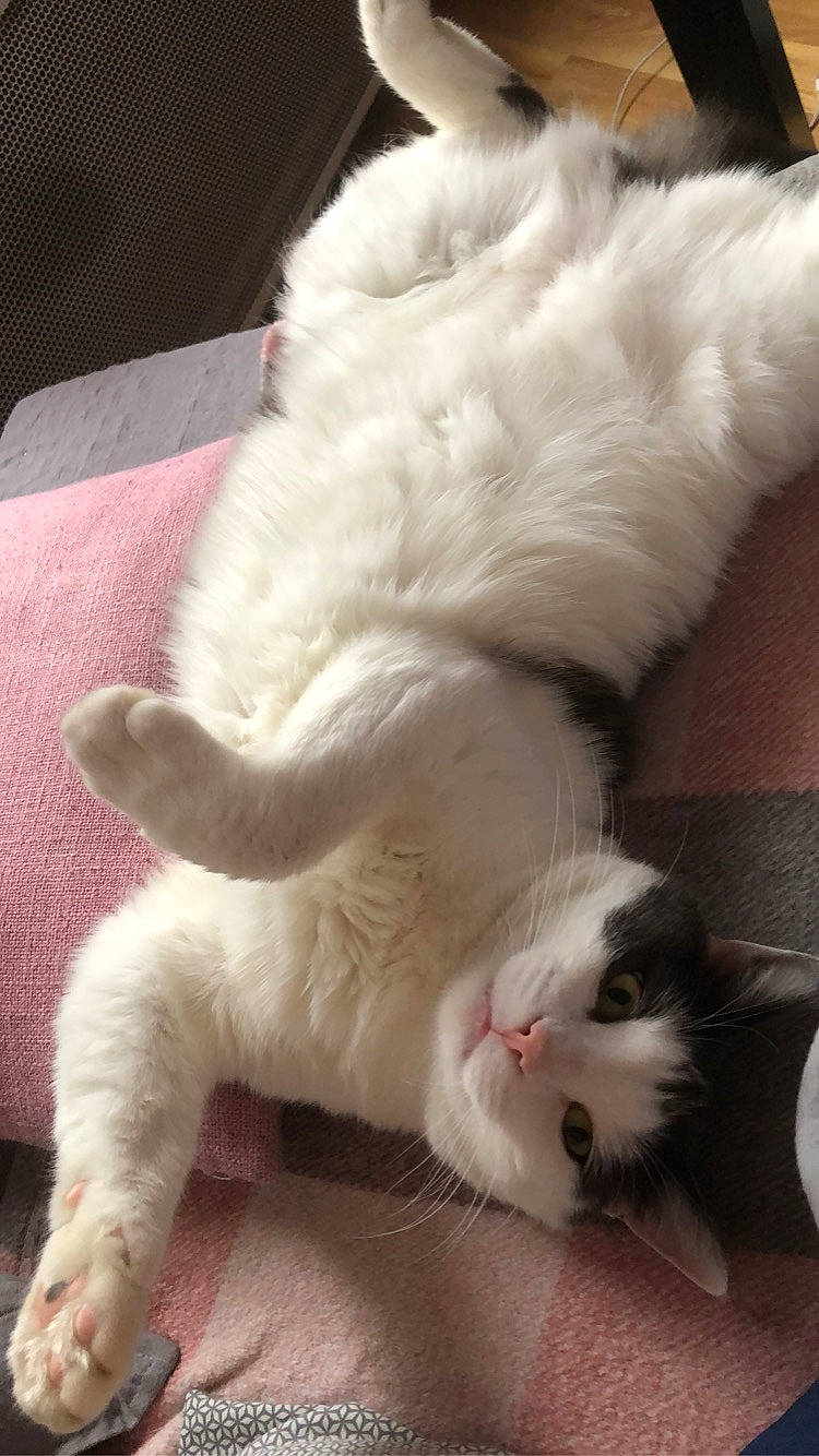 Pedro participe au concours pour gagner de l'argent avec cette photo : carnivore, cat, claw, comfort, domestic_short_haired_cat, ear, fawn, felidae, foot, fur, gesture, nap, paw, small_to_medium_sized_cats, snout, tail, whiskers