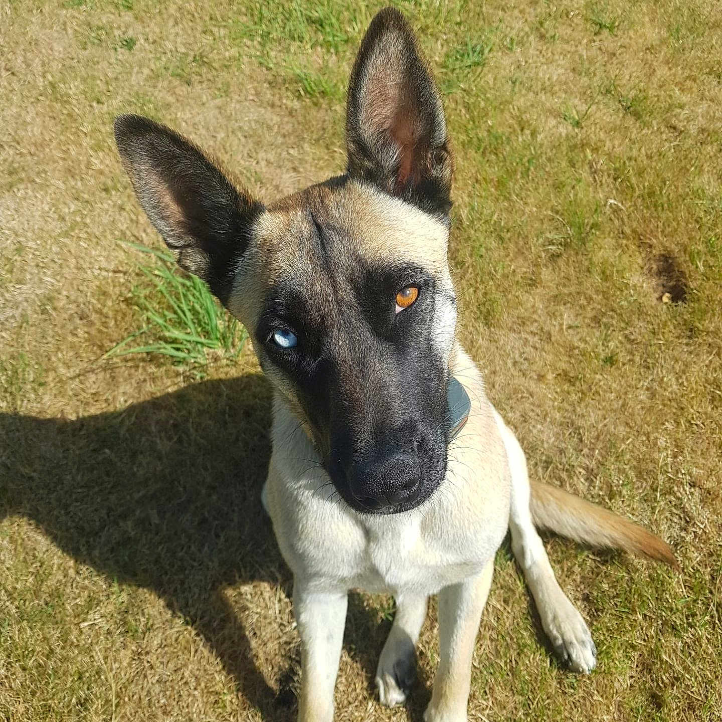 Geneviève Guilbert participe au concours pour gagner de l'argent avec cette photo : alert, amber_eye, animal, blue_eye, canine, curious, daylight, dog, ears, fur, grass, heterochromia, looking_up, nature, outdoor, pet, portrait, shadow, sitting, sunlight