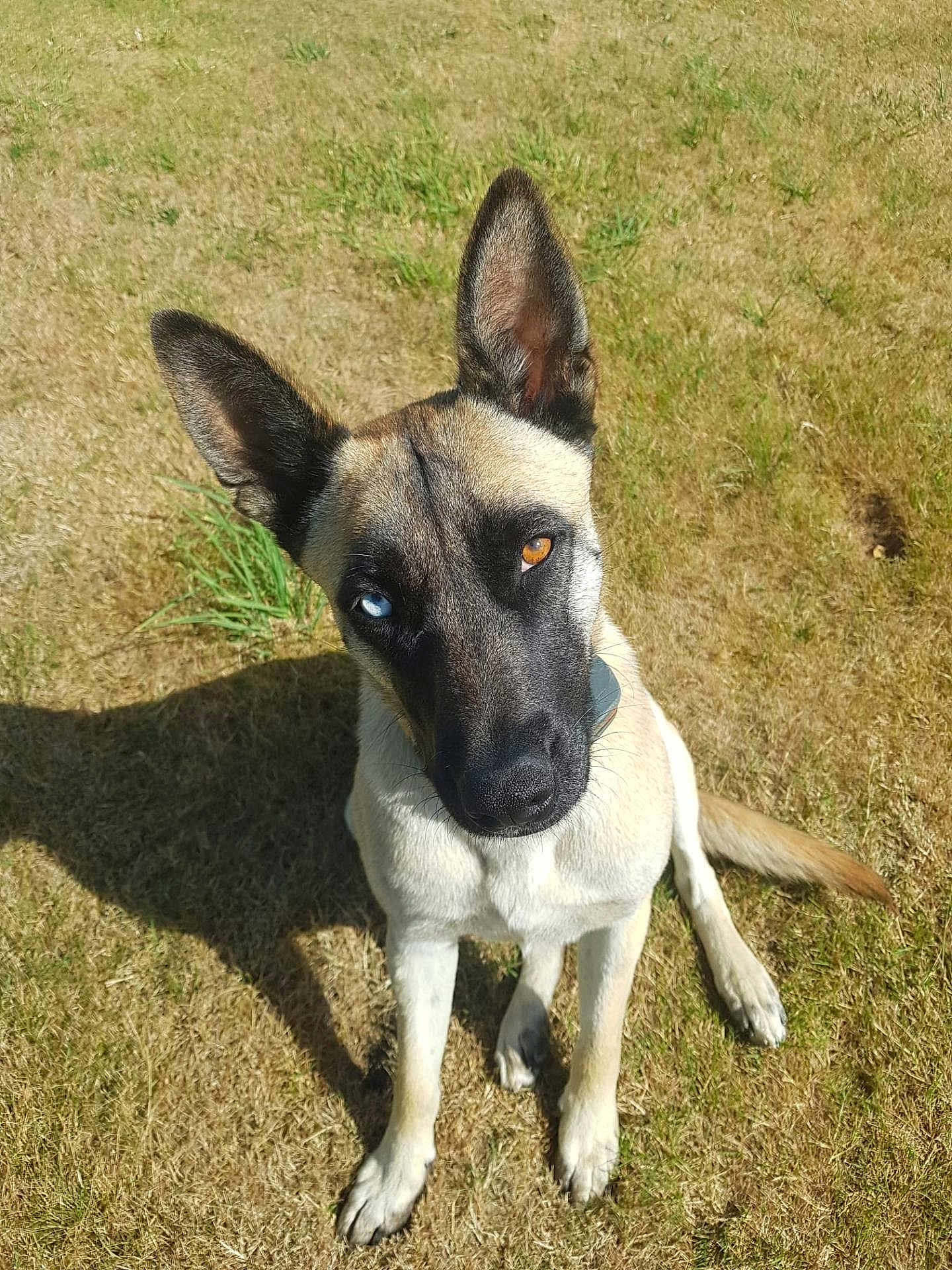 Geneviève Guilbert participe au concours pour gagner de l'argent avec cette photo : dog, heterochromia, blue_eye, amber_eye, outdoor, grass, sunlight, shadow, pet, canine, alert, sitting, ears, fur, animal, nature, daylight, portrait, looking_up, curious