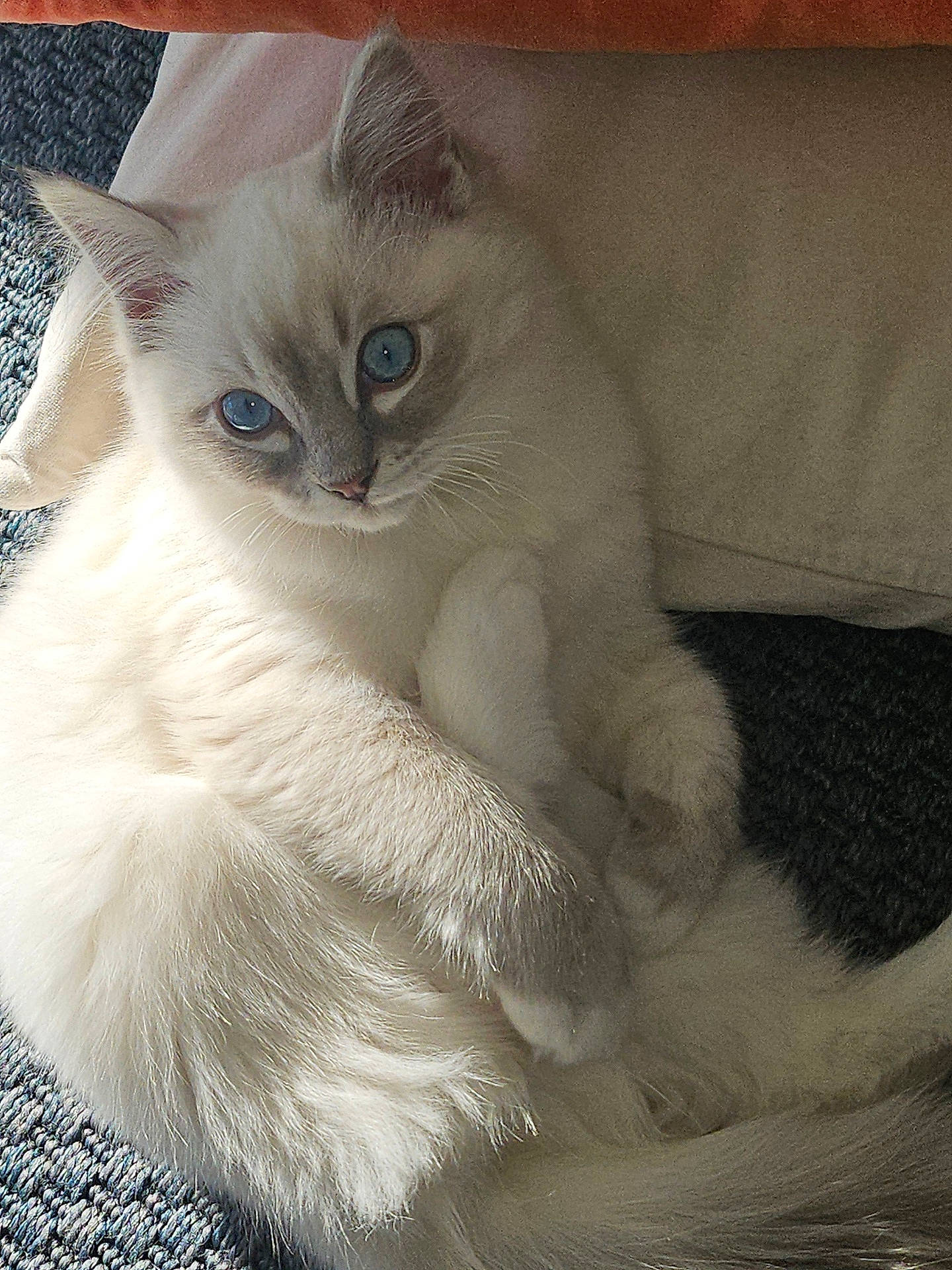 Zazou participe au concours pour gagner de l'argent avec cette photo : abyssinian, angora, animal, cat, homedecor, kitten, linen, manx, pet, siamese