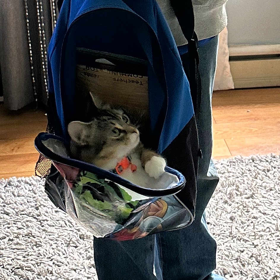 Mesu joined the competition — help win amazing prizes! baby_carriage, baby_products, bag, carnivore, cat, chair, comfort, curtain, electric_blue, felidae, flooring, grass, human_leg, leg, luggage_and_bags, shoe, small_to_medium_sized_cats, sneakers, television, textile