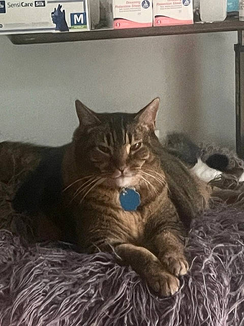 Tigger is registered to the contest to win money with this photo: box, carnivore, cat, cat_supply, comfort, domestic_short_haired_cat, felidae, fur, nap, paw, room, shelf, small_to_medium_sized_cats, snout, tail, terrestrial_animal, whiskers