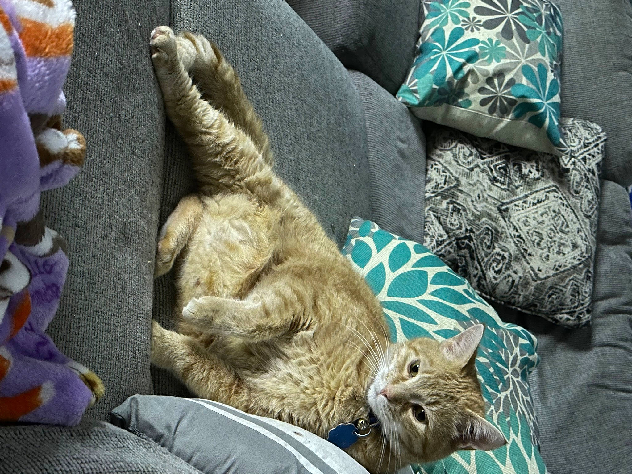 Sprinkles joined the competition — help win amazing prizes! bedding, carnivore, cat, comfort, domestic_short_haired_cat, fashion_accessory, fawn, felidae, fur, human_leg, linens, nap, pattern, paw, room, sleep, sleeve, small_to_medium_sized_cats, terrestrial_animal, whiskers