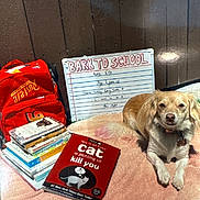Ellie is registered to the contest to win money with this photo: animal, backpack, blanket, book, brown_dog, collar, cute_pet, dog, floor, funny_text, indoor, pet, reading_material, relaxing, resting, school_theme, stack_of_books, text, whiteboard, wooden_wall