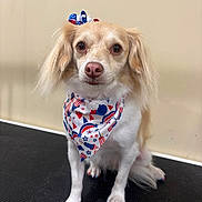 Ellie is registered to the contest to win money with this photo: dog, small_dog, pet, bandana, bow, patriotic, red_white_blue, painted_nails, fur, ears, cute, indoor, floor, sitting, looking_at_camera, animal, companion, adorable, portrait, nail_polish