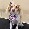 dog, small_dog, pet, bandana, bow, patriotic, red_white_blue, painted_nails, fur, ears, cute, indoor, floor, sitting, looking_at_camera, animal, companion, adorable, portrait, nail_polish