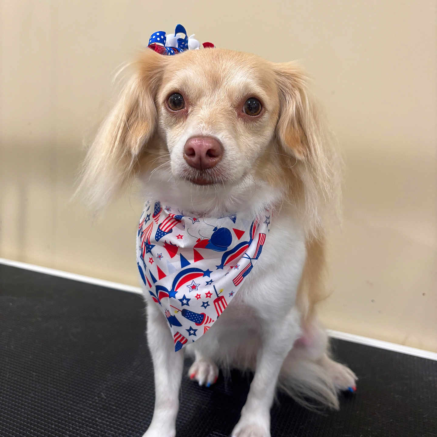 Ellie is registered to the contest to win money with this photo: dog, small_dog, pet, bandana, bow, patriotic, red_white_blue, painted_nails, fur, ears, cute, indoor, floor, sitting, looking_at_camera, animal, companion, adorable, portrait, nail_polish