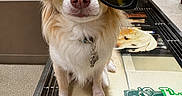 Ellie joined the competition — help win amazing prizes! animal, clinic, collar, cute, dog, floor, funny, fur, indoor, metal, nose, pet, pink, reflection, scale, sunglasses, tag, veterinary, waiting, white