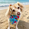 Ellie is registered to the contest to win money with this photo: animal, bandana, beach, blue_sky, canine, colorful, curious, cute, dog, hair_bow, nails, ocean, outdoor, pet, portrait, sand, small_dog, summer, sunny, waves