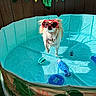 Ellie is registered to the contest to win money with this photo: dog, sunglasses, pool, water, toy, heart_shaped, outdoor, summer, pet, blue, plastic_pool, leaf_decorations, wooden_fence, sunlight, cute, animal, playful, fun, cool, accessory