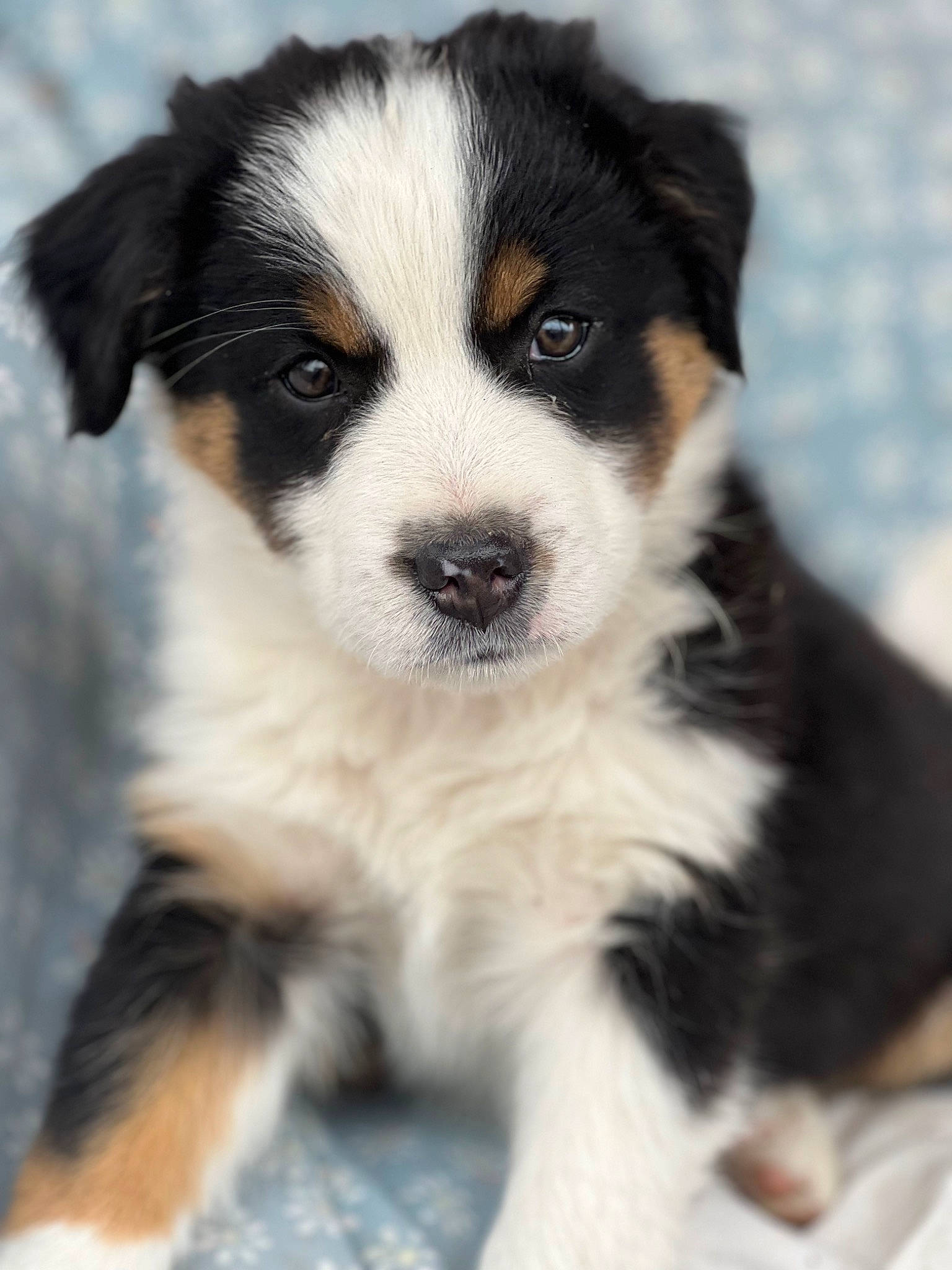 Oaklee is registered to the contest to win money with this photo: canidae, carnivore, companion_dog, dog, dog_breed, herding_dog, puppy, sporting_group, terrestrial_animal, whiskers, working_animal, working_dog