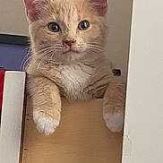 Nix joined the competition — help win amazing prizes! kitten, cat, ginger_cat, white_paws, curious, pet, indoor, box, feline, animal, cute, young_cat, whiskers, ears, fur, portrait, looking, close_up, playful, domestic_cat