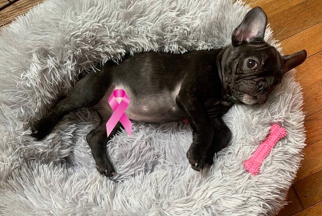 Bandit is registered to the contest to win money with this photo: canidae, carnivore, cat, collar, comfort, companion_dog, dog, dog_breed, fawn, felidae, fur, grass, liver, small_to_medium_sized_cats, snout, sporting_group, tail, terrestrial_animal, whiskers, working_animal