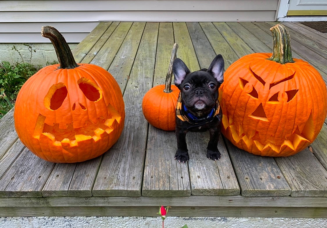 Bandit joined the competition — help win amazing prizes! art, black, calabaza, creative_arts, cucurbita, fawn, gourd, grass, grey, jack_o_lantern, mammal, natural_foods, orange, plant, pumpkin, squash, vegetable, vertebrate, winter_squash, wood