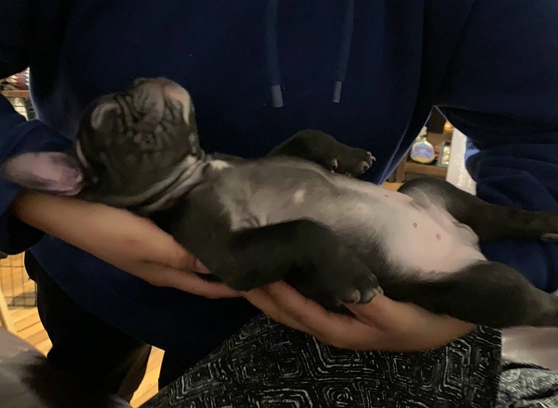 Bandit is registered to the contest to win money with this photo: abdomen, art, barechested, barefoot, bed, chest, comfort, elbow, event, flesh, foot, fun, fur, human_leg, knee, sitting, tattoo, tattoo_artist, thigh, trunk