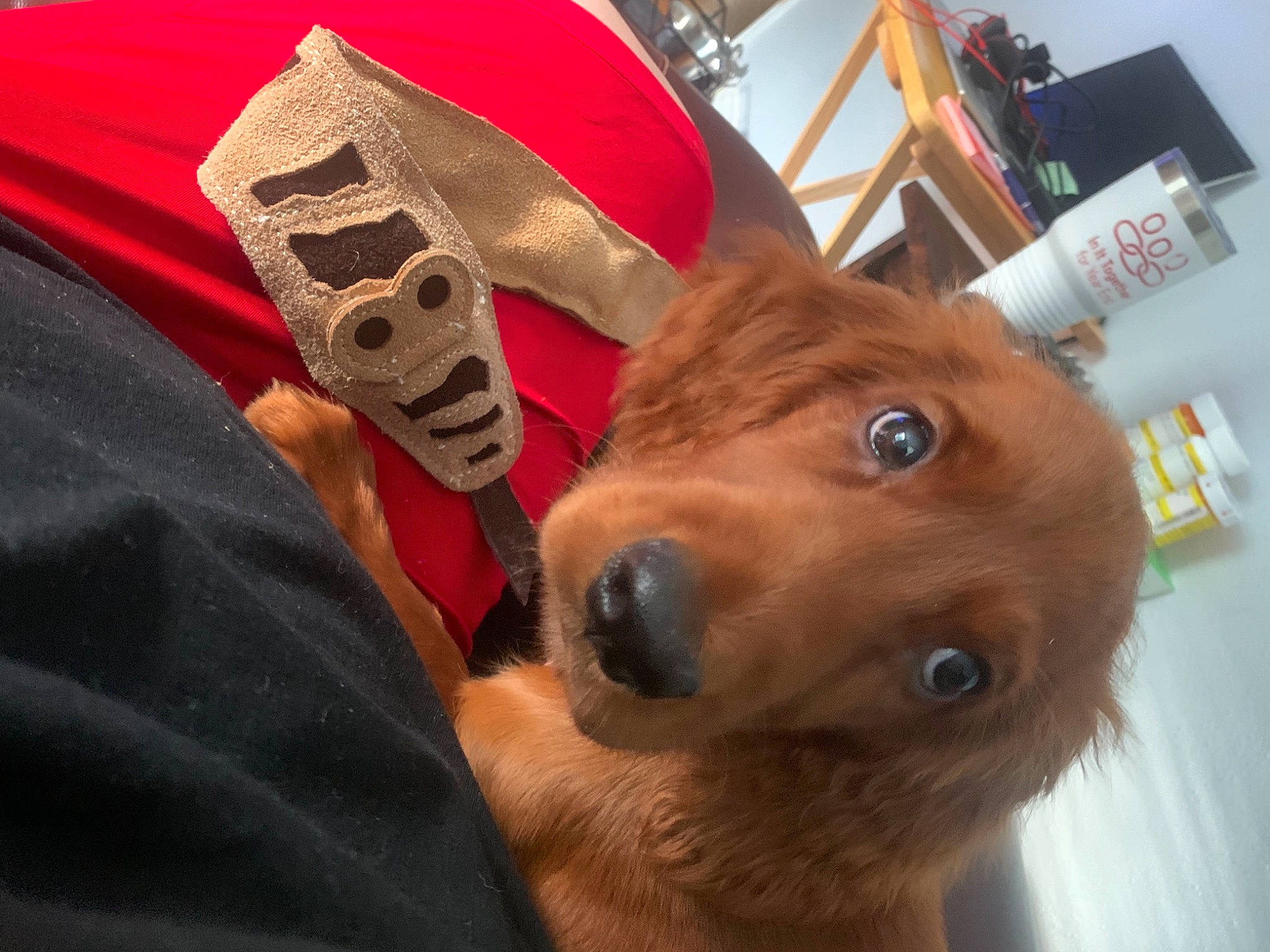 Finnegan is registered to the contest to win money with this photo: box, canidae, carmine, carnivore, companion_dog, dog, dog_breed, fashion_accessory, fawn, fur, human_leg, liver, personal_protective_equipment, selfie, snout, sporting_group, sportswear, whiskers, wood, working_animal