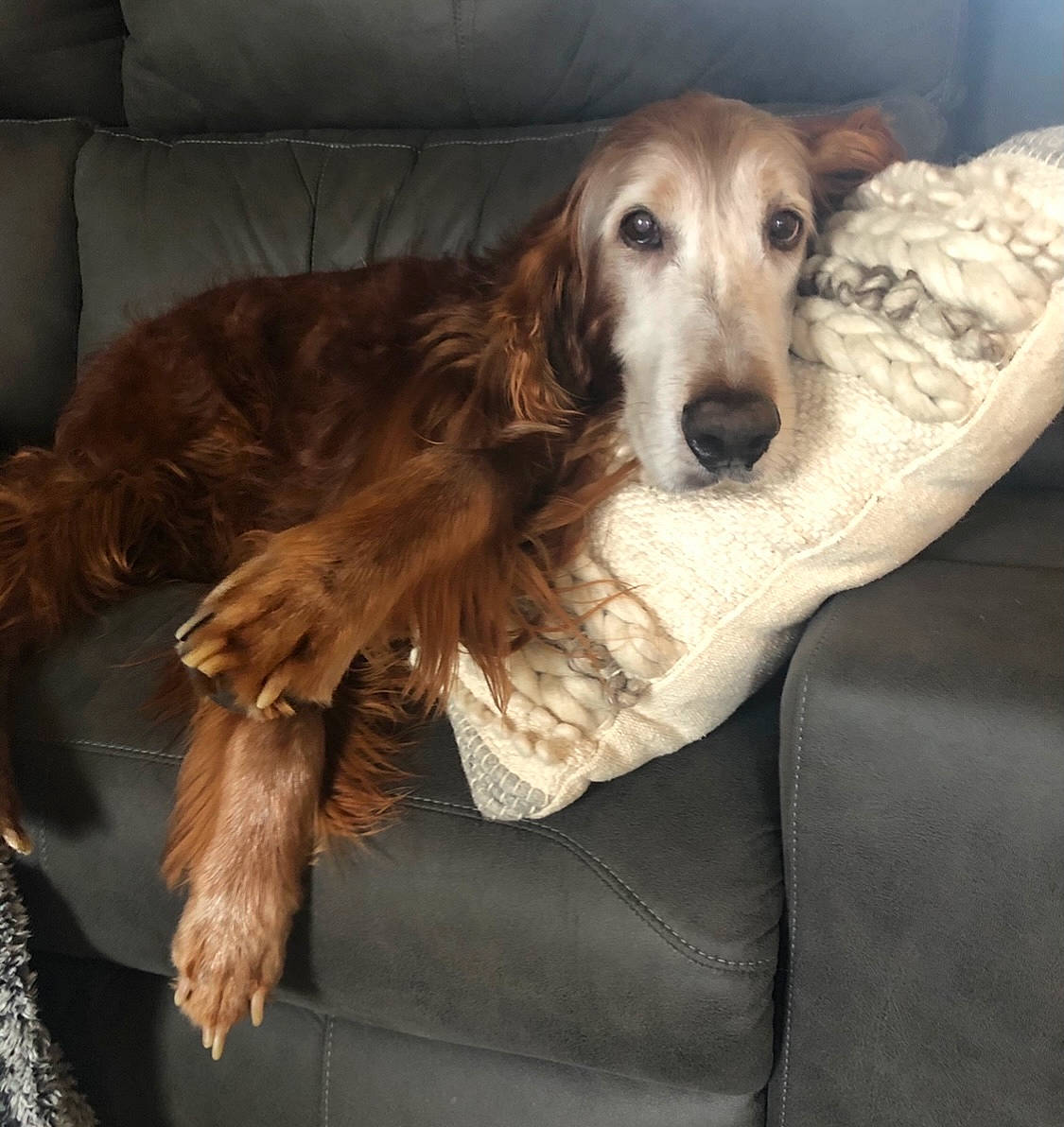 Brady joined the competition — help win amazing prizes! canidae, carnivore, comfort, companion_dog, couch, dog, dog_breed, fawn, flooring, fur, liver, natural_material, snout, sporting_group, working_animal