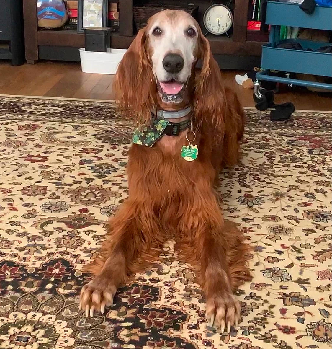 Brady is registered to the contest to win money with this photo: canidae, carnivore, carpet, companion_dog, dog, dog_breed, dog_supply, floor, flooring, fur, gun_dog, liver, pet_supply, sporting_group, water_dog, wood, working_animal, working_dog