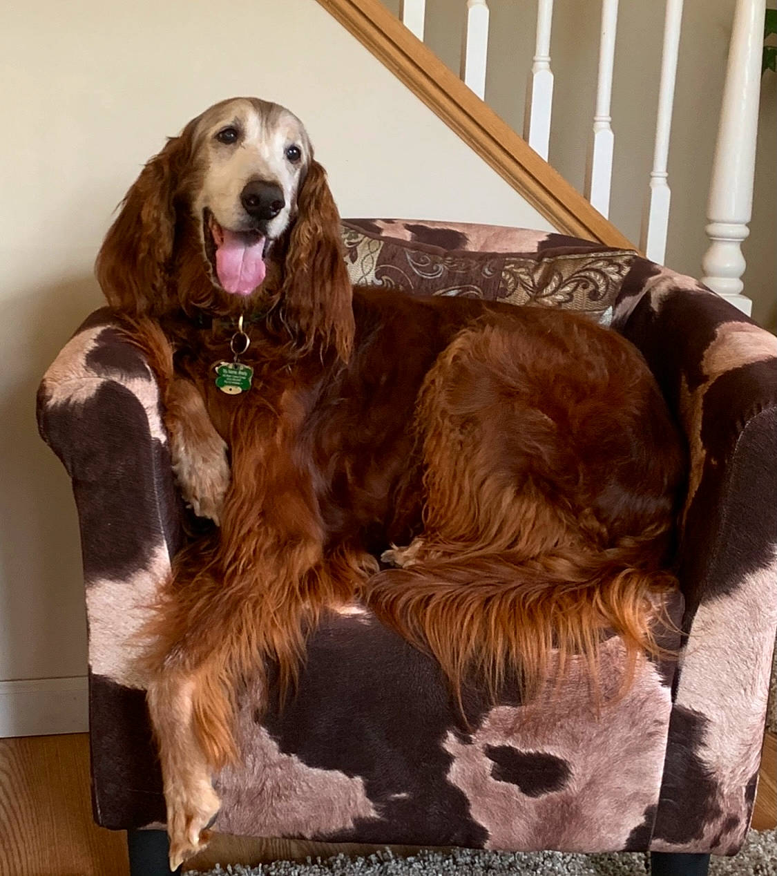 Brady joined the competition — help win amazing prizes! baluster, canidae, carnivore, cocker_spaniel, companion_dog, dog, dog_breed, dog_supply, fawn, fence, fur, gun_dog, home_fencing, liver, retriever, snout, spaniel, sporting_group, wood, working_animal