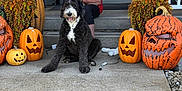 Harley is registered to the contest to win money with this photo: woman, dog, puppy, porch, pumpkin, halloween, flowers, smiling, steps, fall, decorations, grass, outdoor, curly_hair, black_dog, orange, festive, jack_o_lantern, holiday, happy