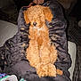 Harley is registered to the contest to win money with this photo: puppy, dog, curly_fur, blanket, lap, fireplace, feet, cozy, indoor, relaxation, warmth, pet, fur, resting, couch, person, comfort, night, home, cute