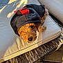 Harley joined the competition — help win amazing prizes! dog, puppy, hoodie, clothing, curly_hair, cushion, wicker_furniture, outdoor, sunlight, shadow, pet, cute, relaxing, brown, cozy, small_dog, fabric, snout, portrait, animal