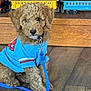 puppy, dog, blue_shirt, leash, wooden_floor, toy_trains, curly_fur, brown_fur, indoor, pet, animal, cute, small_dog, sitting, collar, leash_clip, wooden_cabinet, toys, flooring, domestic_animal
